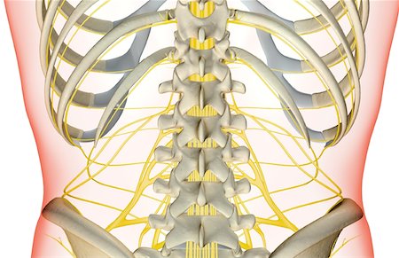 Les nerfs du bas du dos Photographie de stock - Premium Libres de Droits, Code: 671-02097069