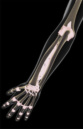 simsearch:671-02096101,k - Les ligaments de l'avant-bras Photographie de stock - Premium Libres de Droits, Code: 671-02097060