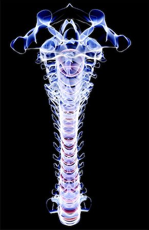 The vertebral column Foto de stock - Sin royalties Premium, Código: 671-02097062
