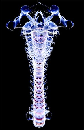 The vertebral column Stock Photo - Premium Royalty-Free, Code: 671-02097062