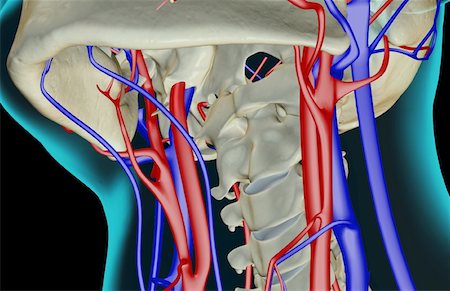 The blood supply of the neck Foto de stock - Sin royalties Premium, Código: 671-02097074