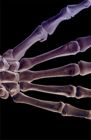 The bones of the hand Foto de stock - Sin royalties Premium, Código: 671-02097075