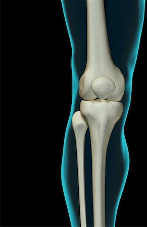 skeleton with black background - The bones of the knee Stock Photo - Premium Royalty-Free, Code: 671-02097077
