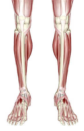 simsearch:671-02096126,k - The muscles of the legs Stock Photo - Premium Royalty-Free, Code: 671-02097104