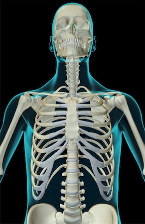 simsearch:671-02095586,k - The bones of the upper body Stock Photo - Premium Royalty-Free, Code: 671-02097108