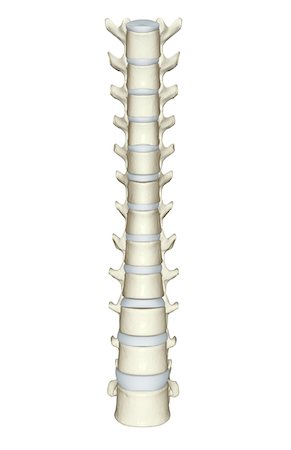 The lumbar and thoracic vertebrae Stock Photo - Premium Royalty-Free, Code: 671-02097101