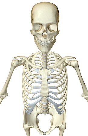 simsearch:671-02095586,k - The bones of the upper body Stock Photo - Premium Royalty-Free, Code: 671-02097117