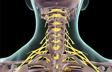 simsearch:671-02098304,k - The nerves of the neck Stock Photo - Premium Royalty-Free, Code: 671-02097119