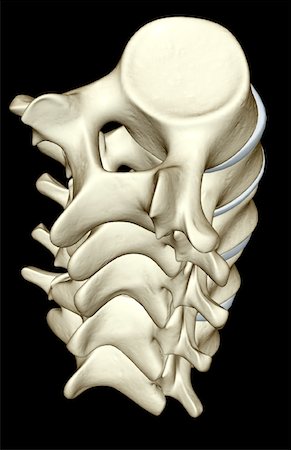 simsearch:671-02092134,k - The lumbar vertebrae Fotografie stock - Premium Royalty-Free, Codice: 671-02097112