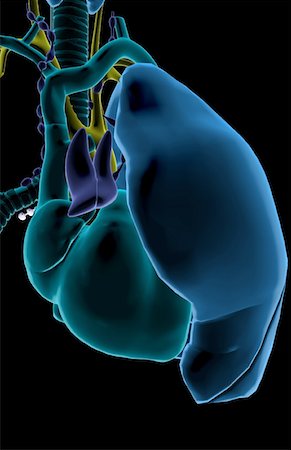 poumons - Le cœur et le système respiratoire Photographie de stock - Premium Libres de Droits, Code: 671-02097125