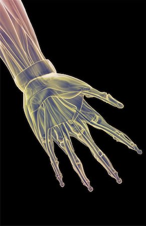 simsearch:671-02098580,k - The muscles of the hand Foto de stock - Royalty Free Premium, Número: 671-02097121