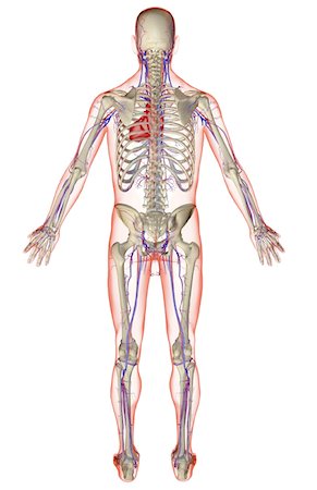 simsearch:671-02098380,k - The vascular system Fotografie stock - Premium Royalty-Free, Codice: 671-02097134