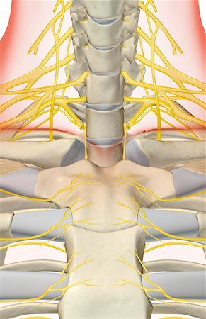 simsearch:671-02098304,k - The nerves of the neck Stock Photo - Premium Royalty-Free, Code: 671-02097131