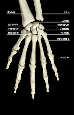 The bones of the hand Stock Photo - Premium Royalty-Free, Code: 671-02097143