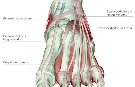 simsearch:671-02094652,k - The musculoskeleton of the foot Stock Photo - Premium Royalty-Free, Code: 671-02097154