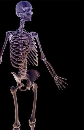 simsearch:671-02095632,k - The bones of the upper body Fotografie stock - Premium Royalty-Free, Codice: 671-02097166