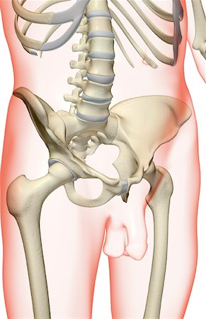 simsearch:671-02098509,k - The bones of the pelvis Foto de stock - Royalty Free Premium, Número: 671-02097160
