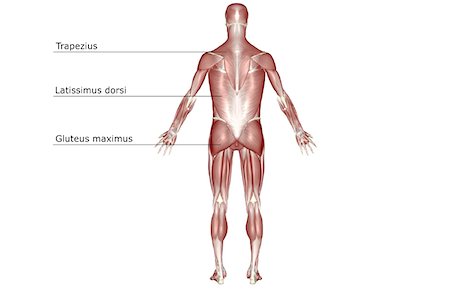 The muscular system Foto de stock - Sin royalties Premium, Código: 671-02097175