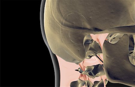 simsearch:671-02101009,k - Les ligaments du visage Photographie de stock - Premium Libres de Droits, Code: 671-02097172