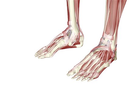 simsearch:671-02094652,k - The muscles of the feet Stock Photo - Premium Royalty-Free, Code: 671-02097194