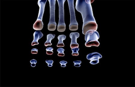 simsearch:671-02095525,k - The bones of the foot Stock Photo - Premium Royalty-Free, Code: 671-02097197