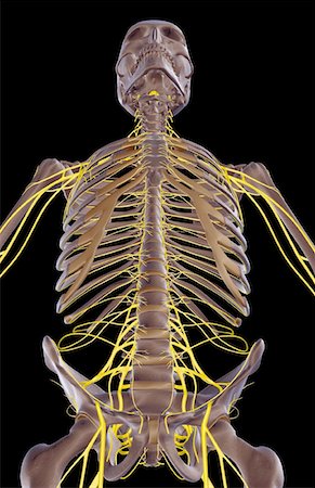 simsearch:671-02092292,k - The nerves of the upper body Stock Photo - Premium Royalty-Free, Code: 671-02097191