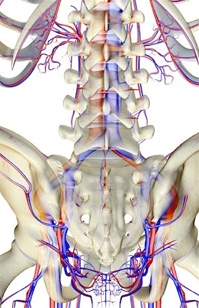 simsearch:671-02097861,k - L'approvisionnement en sang du bas du dos Photographie de stock - Premium Libres de Droits, Code: 671-02097226