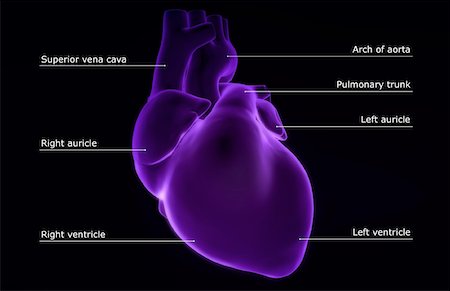 simsearch:671-02095772,k - The heart Foto de stock - Sin royalties Premium, Código: 671-02097223