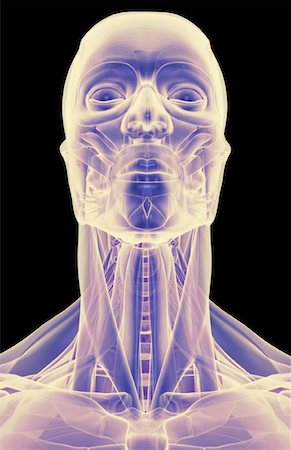 The muscles of the head, neck and face Stock Photo - Premium Royalty-Free, Code: 671-02097230