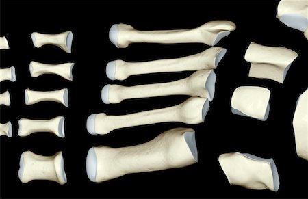 simsearch:671-02092939,k - Die Knochen des Fußes Stockbilder - Premium RF Lizenzfrei, Bildnummer: 671-02097232
