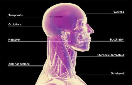skeleton neck - The muscles of the head and neck Foto de stock - Sin royalties Premium, Código: 671-02097233