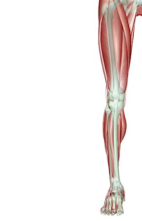 The musculoskeleton of the lower limb Stock Photo - Premium Royalty-Free, Code: 671-02097245
