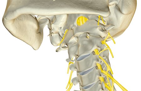 skeleton close up of neck - The nerves of the neck Stock Photo - Premium Royalty-Free, Code: 671-02097251