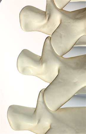 spinous process - The bones of vertebrae Stock Photo - Premium Royalty-Free, Code: 671-02097286