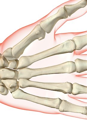 The bones of the hand Stock Photo - Premium Royalty-Free, Code: 671-02097303