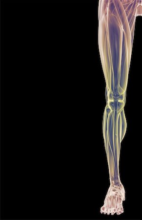 The muscles of the lower limb Stock Photo - Premium Royalty-Free, Code: 671-02097316
