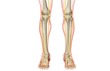 simsearch:671-02097719,k - The nerves of the leg Foto de stock - Sin royalties Premium, Código: 671-02097317