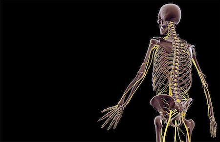 simsearch:671-02096698,k - The nerves of the upper body Stock Photo - Premium Royalty-Free, Code: 671-02097328