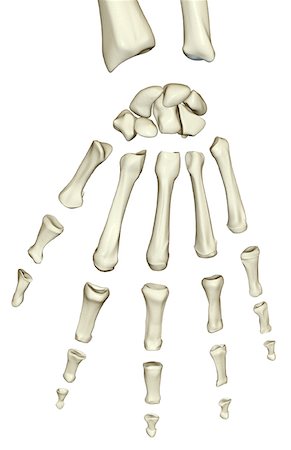 simsearch:671-02096416,k - The bones of the hand Stock Photo - Premium Royalty-Free, Code: 671-02097337