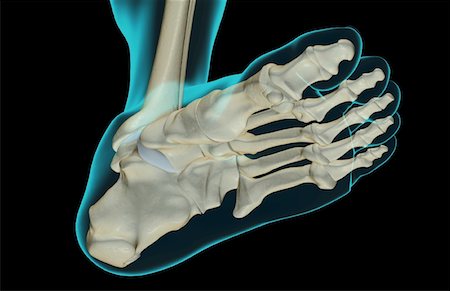 simsearch:671-02093078,k - The bones of the foot Stock Photo - Premium Royalty-Free, Code: 671-02097330