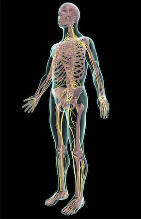 simsearch:671-02100116,k - The nervous system Fotografie stock - Premium Royalty-Free, Codice: 671-02097331