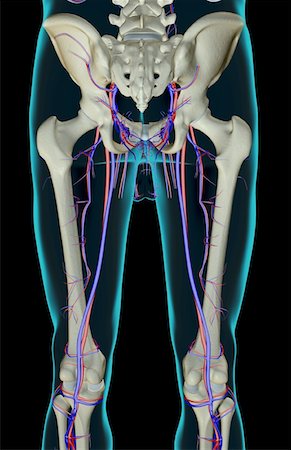 femoral vein - The blood supply of the lower limb Stock Photo - Premium Royalty-Free, Code: 671-02097346