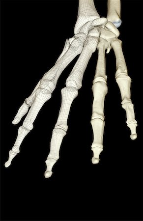 The bones of the hand Foto de stock - Sin royalties Premium, Código: 671-02097348