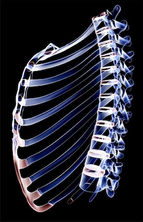 side view ribs anatomy - The thorax Stock Photo - Premium Royalty-Free, Code: 671-02097380