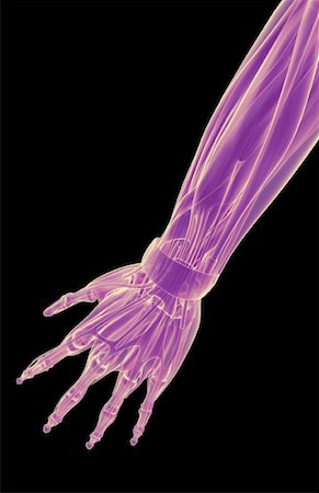 simsearch:671-02096126,k - The muscles of the forearm Stock Photo - Premium Royalty-Free, Code: 671-02097407