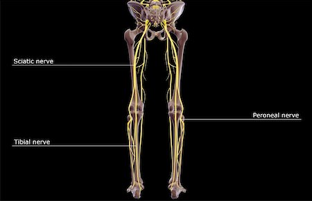 simsearch:671-02097719,k - The nerves of the lower body Foto de stock - Sin royalties Premium, Código: 671-02097412