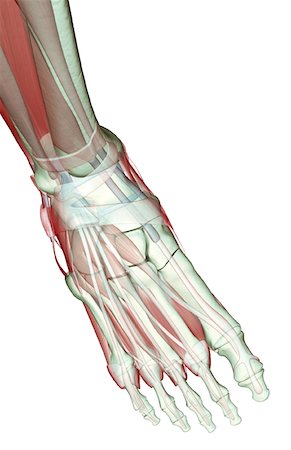 simsearch:671-02094652,k - The musculoskeleton of the foot Stock Photo - Premium Royalty-Free, Code: 671-02097423