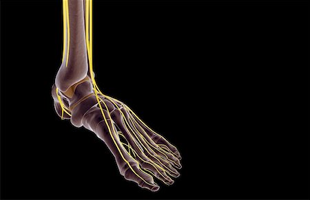 The nerves of the foot Foto de stock - Sin royalties Premium, Código: 671-02097434