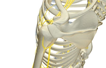 front of shoulder nerve anatomy - The nerves of the shoulder Stock Photo - Premium Royalty-Free, Code: 671-02097435