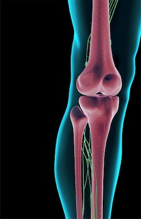 simsearch:671-02101009,k - L'approvisionnement de la lymphe du genou Photographie de stock - Premium Libres de Droits, Code: 671-02097477